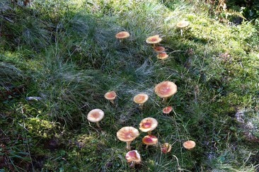 Tanzplatz (ctd_65f780f6-bc6f-45a3-8ed3-007035ff7a95_image)