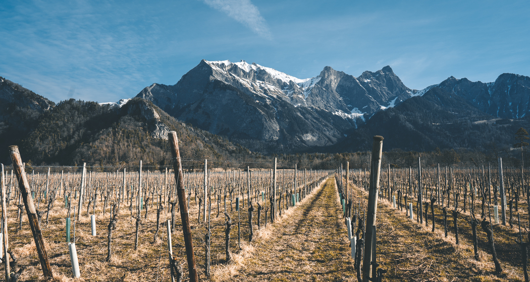 Weingut Davaz (ctd_76f4871_winter)