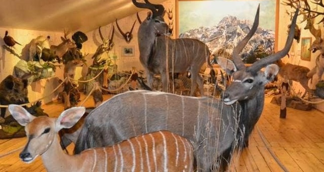 Jagdmuseum Vättis (ctd_7f36ca67-4cca-44b1-ba68-876d4201eec5_image)