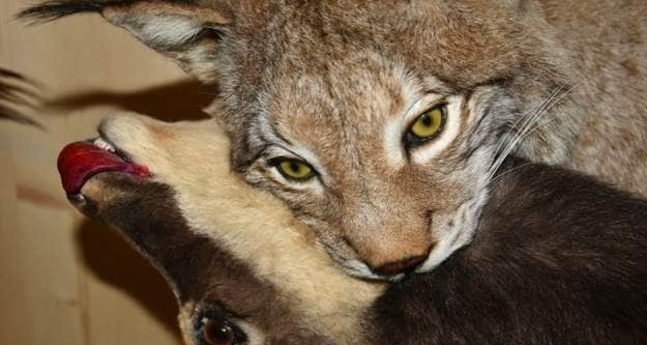 Jagdmuseum Vättis (ctd_7f36ca67-4cca-44b1-ba68-876d4201eec5_img01)