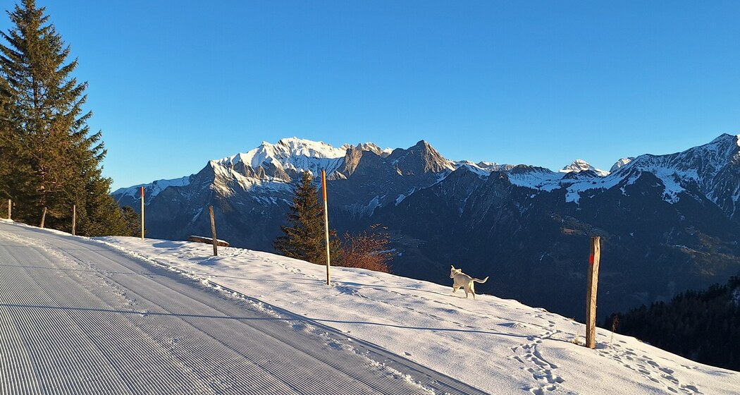 Skihüttli Golerberg (ctd_83cd51e2-4403-4b78-9cff-eed27d56dec8_img02)