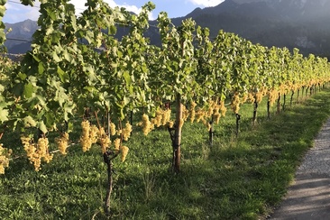 Luzi Boner Organic Vineyard and Distillery (ctd_8b40c0df-6ed0-498c-9202-e90530816ef2_image)