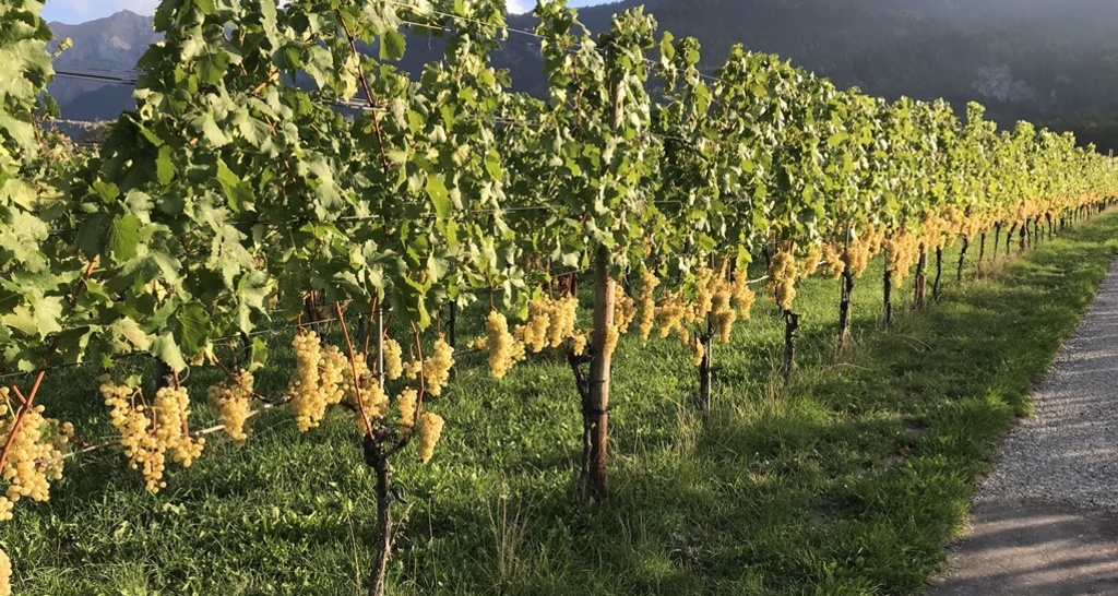 Luzi Boner Bio-Weinbau und Brennerei (ctd_8b40c0df-6ed0-498c-9202-e90530816ef2_image)