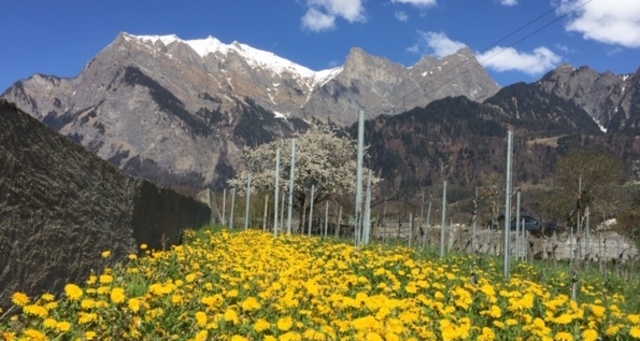 Weingut Möhr-Niggli (ctd_95b84cd_img01)