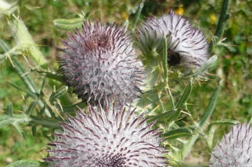 Moor (ctd_9ad87392-2ac8-4e5b-8695-33b670f67ff7_image)