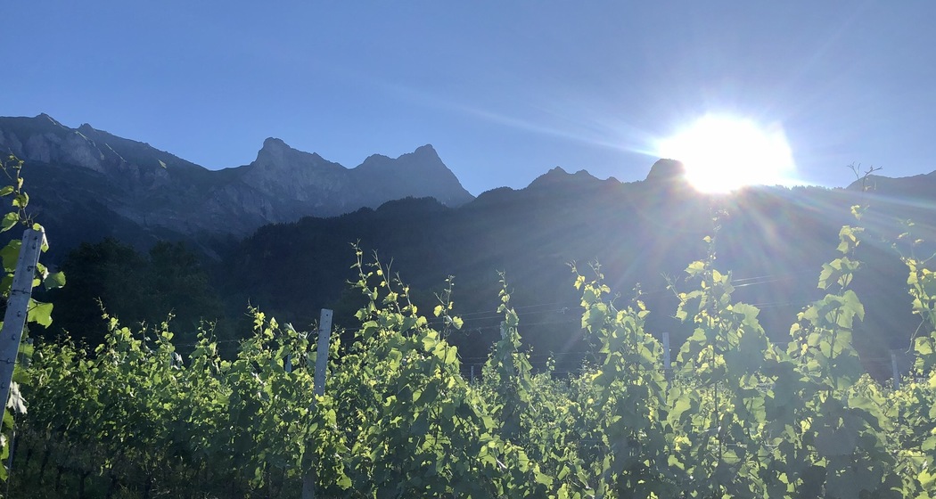 Weingut Möhr-Niggli (ctd_afec0ec_img02)