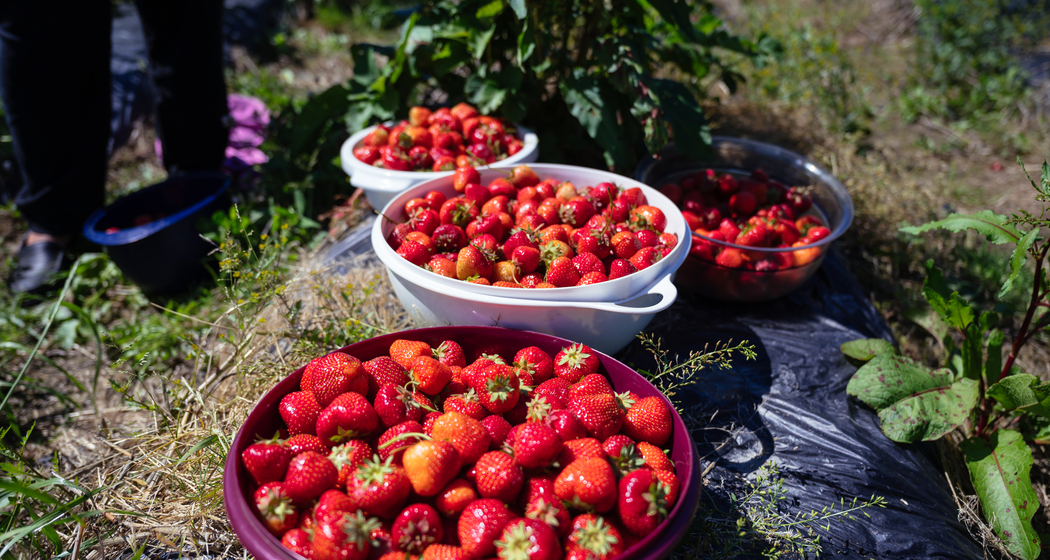 Frisch gepflückte Erdbeeren in großen Schalen auf dem Feld des Bangshof – saisonale Fruchtvielfalt aus eigenem Anbau.