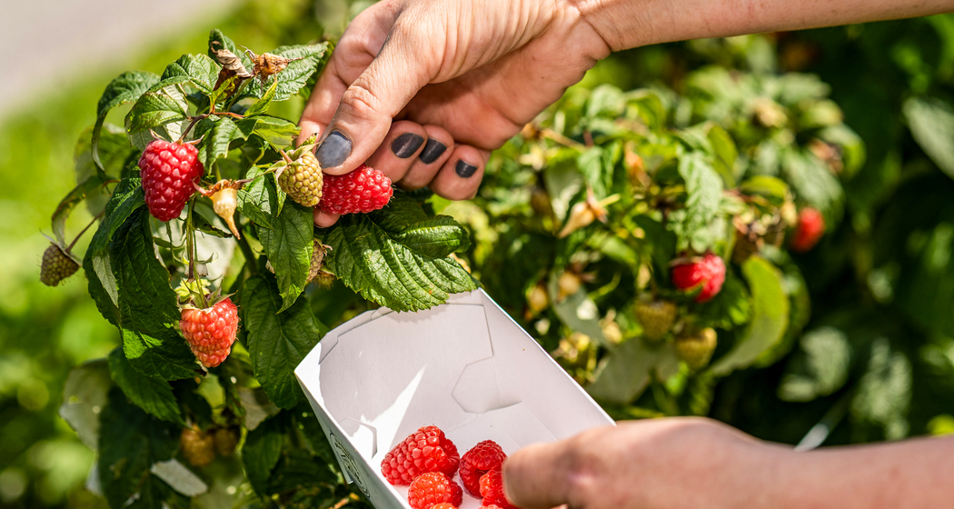 Frisch gepflückte Erdbeeren direkt vom Strauch am Neufeldhof – saisonale Früchte zum Selbstpflücken in Liechtenstein.