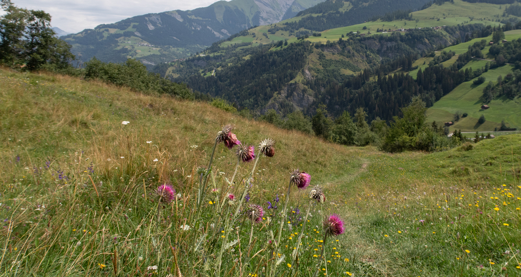 Nino Schurter Bike (chm_13a6bc9_img)