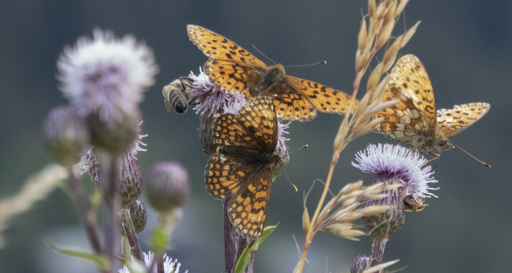 Albulatour (chm_399dec6_img)