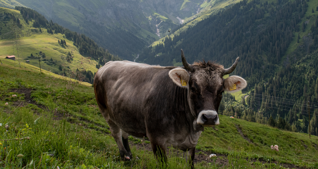 Walserweg: Etappe 5 (chm_43043cf_img)