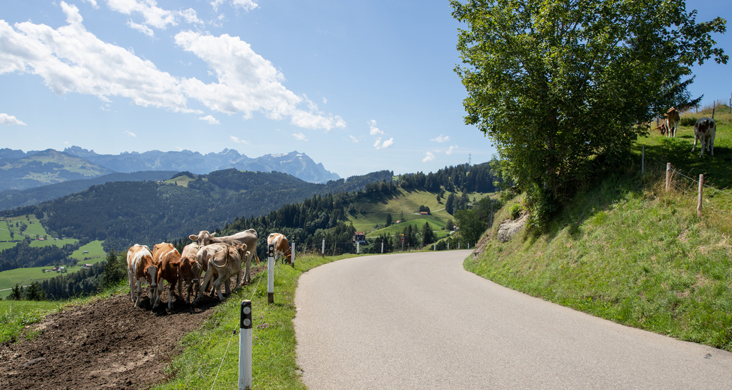 Wildmannli Bike (chm_4d074ab_img)