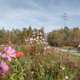 Churer Rheinroute (chm_5139d0c_img)