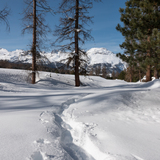 Celerina-Pontresina-Schneeschuhtrail (chm_5a0879a_img)