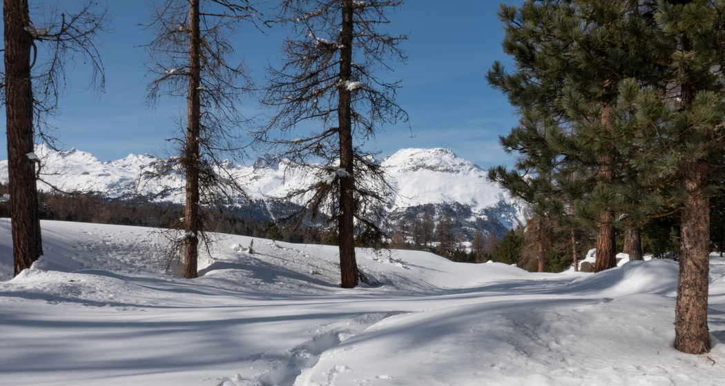 Celerina-Pontresina-Schneeschuhtrail (chm_5a0879a_img)