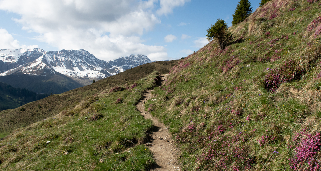 Schanfigger Höhenweg: Etappe 3 (chm_840642e_img)