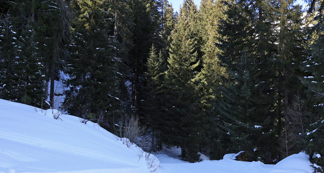 Loipe Sertiger Klassiker (chm_b83a2cb_img)