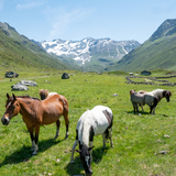 Jakobsweg Graubünden: Stage 8 (chm_cbb99e9_img)