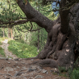 Senda Muottas da Schlarigna (chm_d81e7fa_img)