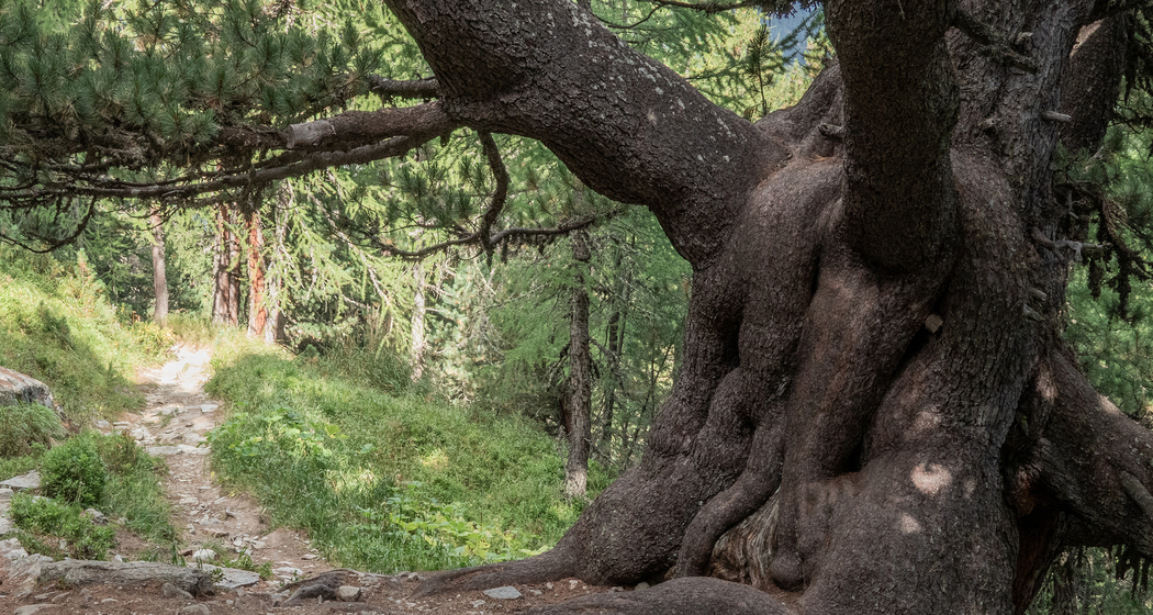 Senda Muottas da Schlarigna (chm_d81e7fa_img)