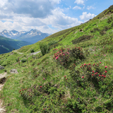 Alpenweg Davos (chm_dbfbb8d_img)