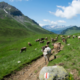 Graubünden Bike: Etappe 4 (chm_fd0c35d_img)