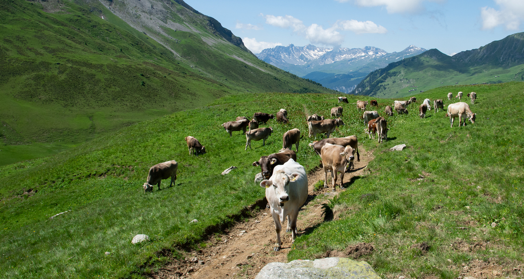 Graubünden Bike: Etappe 4 (chm_fd0c35d_img)