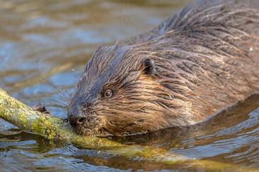 Wildlife observation of beavers in Heidiland (exp_502a831)