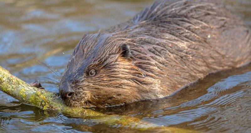 Wildtierbeobachtung Biber im Heidiland (exp_502a831)