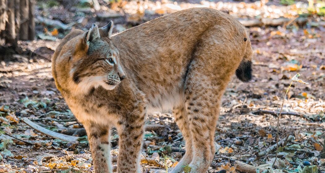 Wanderung zum Thema Bären, Luchs und Wolf im Engadin (exp_58dddab)