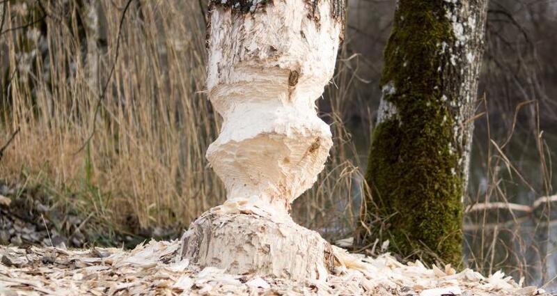 Wildtierbeobachtung Biber im Heidiland (exp_650953d)