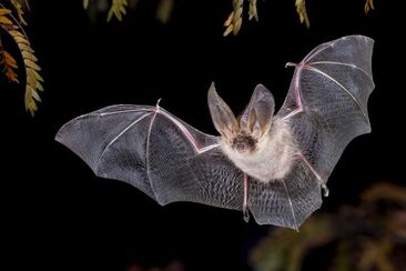 Wildtierbeobachtung Fledermaus im Heidiland (exp_6be50a1)