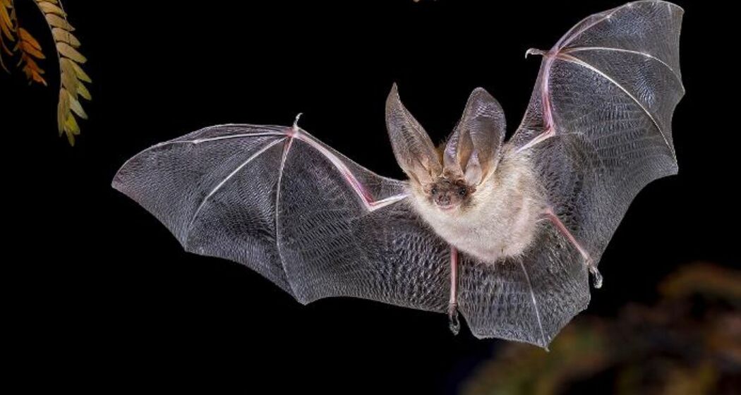 Wildtierbeobachtung Fledermaus im Heidiland (exp_6be50a1)