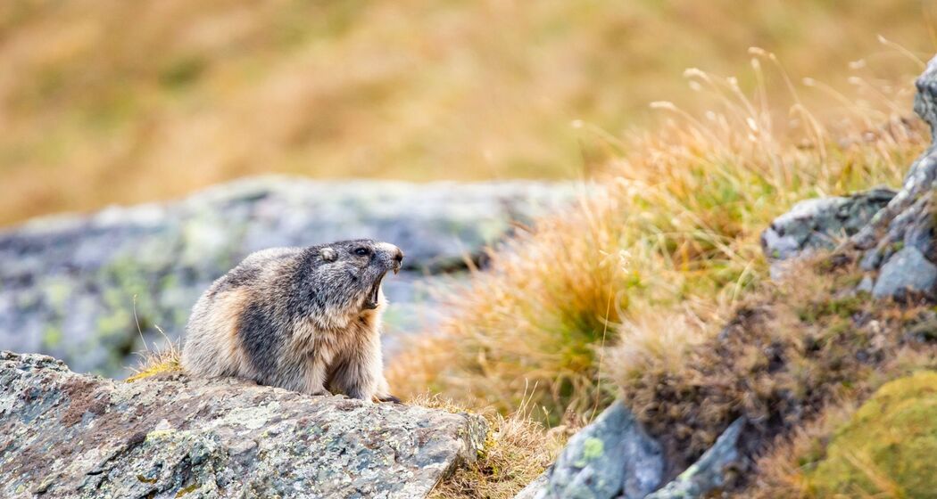 Wildtierbeobachtung Murmeltier im Heidiland (exp_7abf5a6)