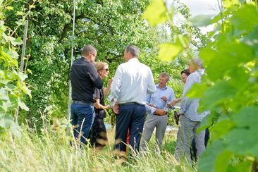 Weintour und Dinner für Gruppen (exp_92b9995)