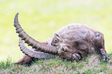 Cours privé de photographie des bouquetins en Engadine (exp_a2037a1)