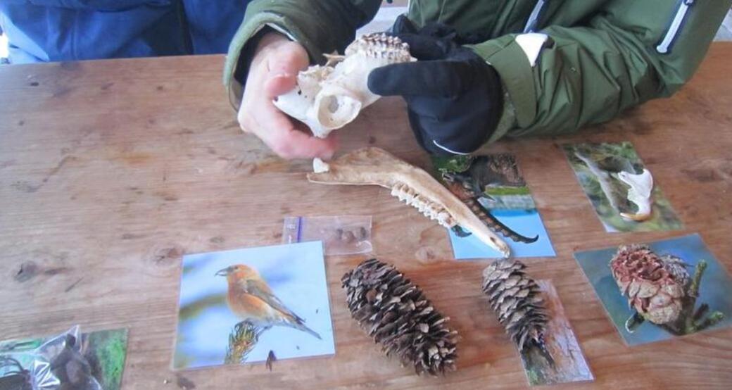 Wildtier-Erlebnis auf Schneeschuhen am Flumserberg (exp_aa93a91)