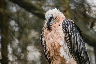 Wildtierbeobachtung Bartgeier und Steinadler im Calfeisental (exp_c34cd20)