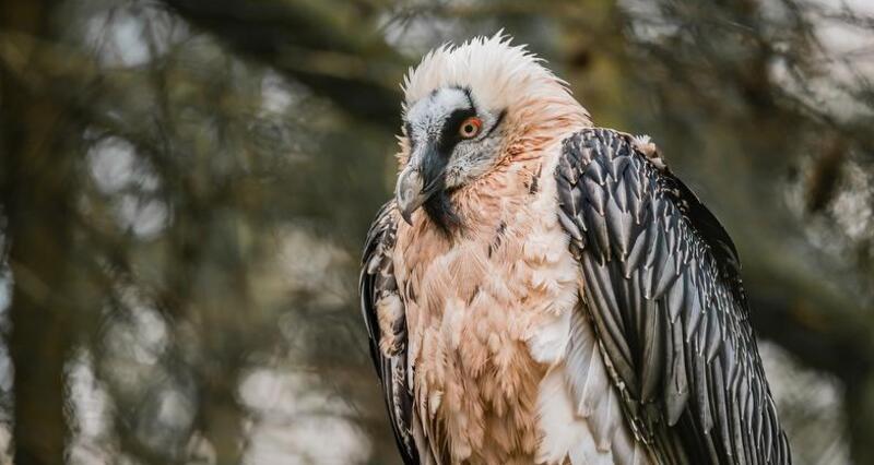 Wildtierbeobachtung Bartgeier und Steinadler im Calfeisental (exp_c34cd20)