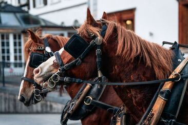 Kutschenfahrt Taminaschlucht und Altes Bad Pfäfers ab Bad Ragaz (exp_d86bd6e)