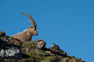 Wildlife watching ibex, stag, chamois and co. in the Weisstannental valley (exp_d9e5971)