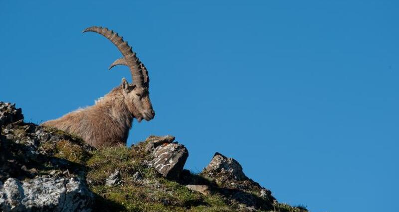 Wildtierbeobachtung Steinbock, Hirsch, Gämse und Co. im Weisstannental (exp_d9e5971)