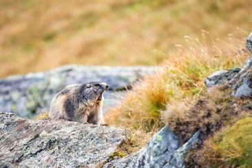 Wildlife observation marmot in Heidiland (exp_de4dadf)