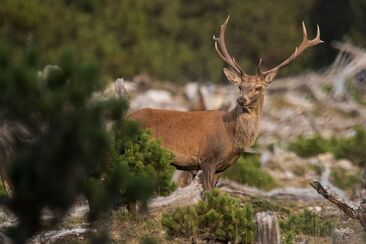 Deer rutting hike in the Swiss National Park (exp_dec4ef8)