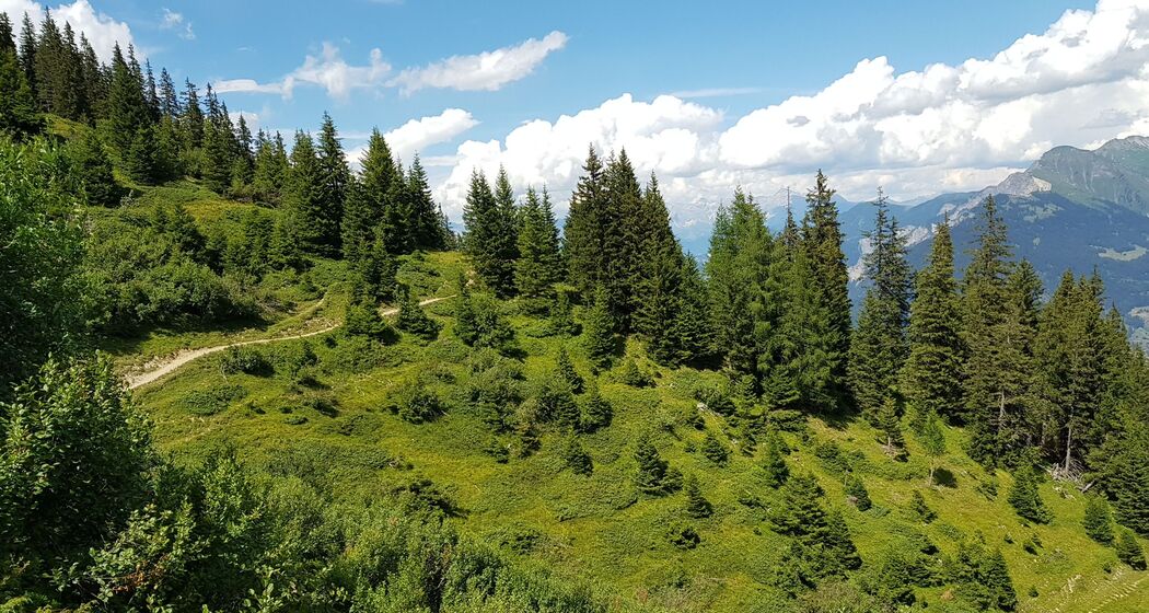 Selbstgeführte Genusswanderung von Brambrüesch nach Pradaschier (exp_e9759f4)