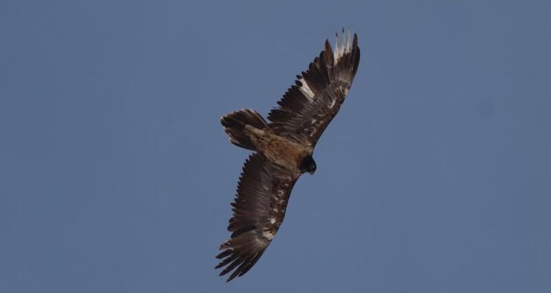 Wildtierbeobachtung Bartgeier und Steinadler im Calfeisental (exp_f419b8b)