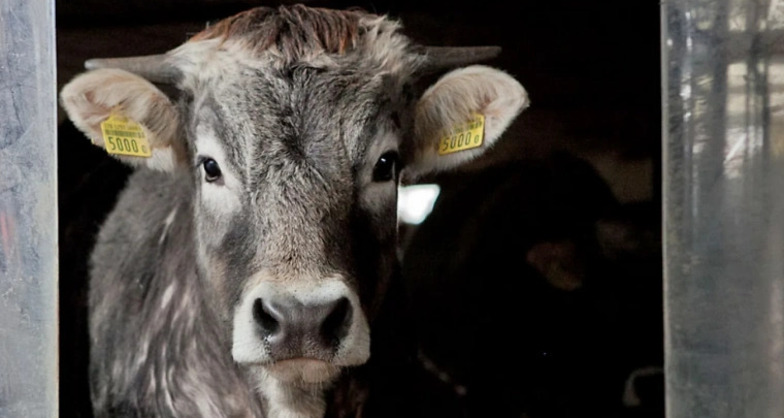 Hofkonzert - Flimsfestival 2026 (efr_img_365b18c)