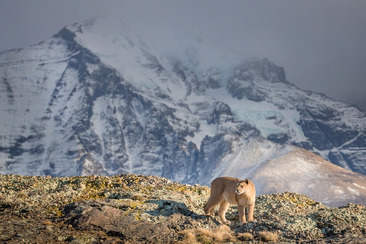 Explora: Patagonien (efr_img_55e809d)