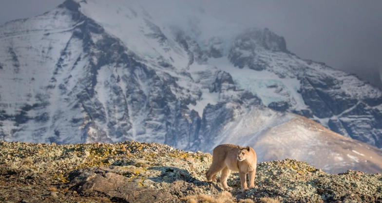 Explora: Patagonien (efr_img_55e809d)