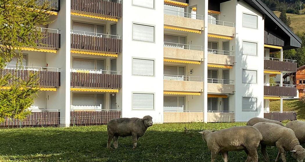 Triangel D Sommer hinten Web